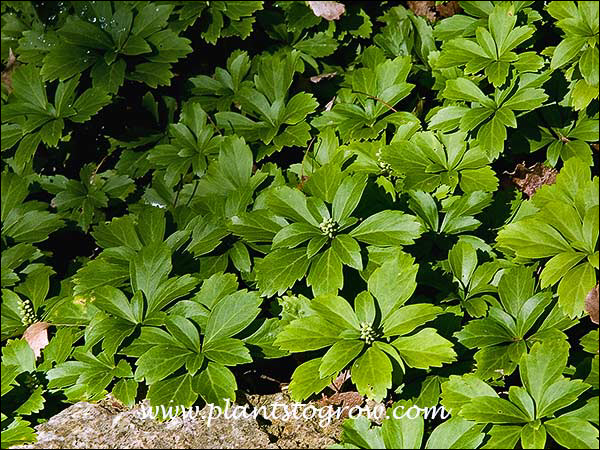 Pachysandra (Pachysandra terminalis)